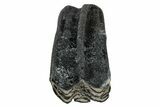 Fossil Three-Toed Horse Tooth - Bone Valley, Florida #336406-2